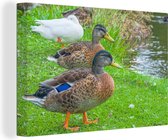 Groupe de canards sauvages sur l'herbe au bord de l'eau Toile 90x60 cm - Tirage photo sur toile (Décoration murale salon / chambre)
