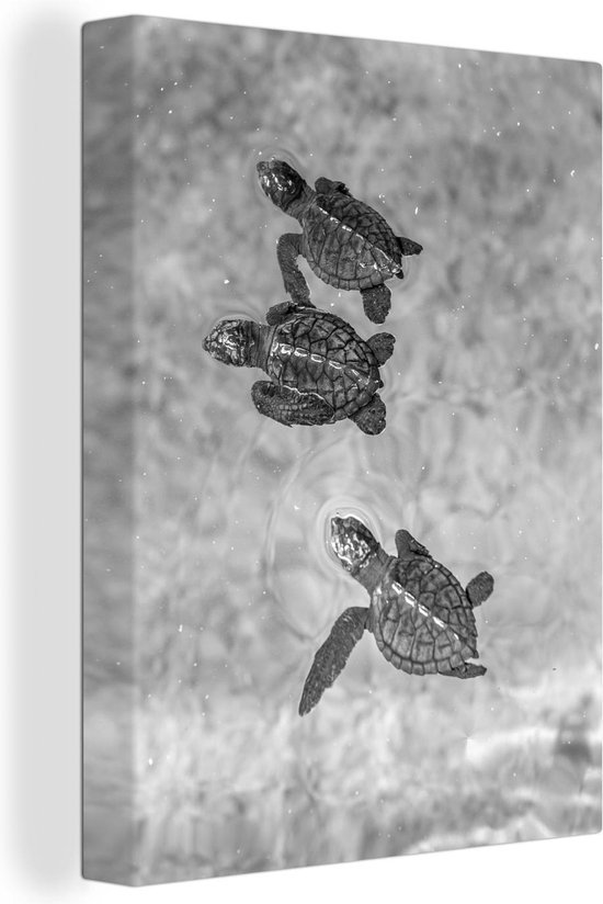 Canvas Schilderij Schildpadden zwart-wit foto - 60x80 cm - Wanddecoratie