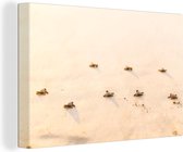 Canvas Schilderij Baby schildpadden fotoprint - 60x40 cm - Wanddecoratie