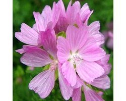 6x Malva moschata ‘Rosea’ - Muskuskaasjeskruid - Pot 9x9 cm