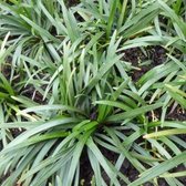 6x Ophiopogon japonicus ‘Minor’ - Slangebaard - Pot 9x9 cm