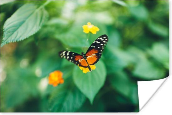 Poster Vlinder op bloem - 90x60 cm
