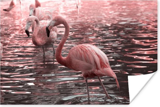 Roze flamingos in water met reflectie Poster 180x120 cm - Foto print op Poster (wanddecoratie) / Dieren Poster XXL / Groot formaat!