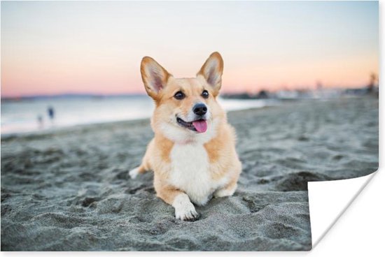 Poster Hond op het strand - 60x40 cm