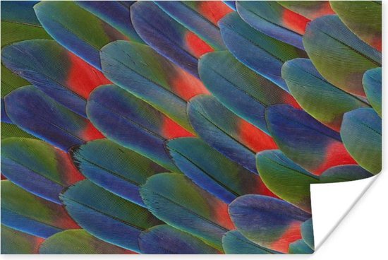 Poster Detail veren papegaai - 120x80 cm