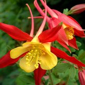 Aquilegia 'Koralle' - Akelei - Planthoogte: 5 cm - Pot 11 cm (1 liter)