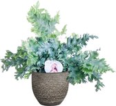 Phlebodium ‘Davana’ in Mica sierpot Carrie (donkergrijs) ↨ 50cm - planten - binnenplanten - buitenplanten - tuinplanten - potplanten - hangplanten - plantenbak - bomen - plantenspuit