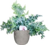 Phlebodium ‘Davana’ in Mica sierpot Jimmy (lichtgrijs) ↨ 50cm - planten - binnenplanten - buitenplanten - tuinplanten - potplanten - hangplanten - plantenbak - bomen - plantenspuit