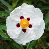 Cistus purpurea 'Alan Fradd' - Cistusroos - Planthoogte: 10 cm - Pot 11 cm (1 liter)