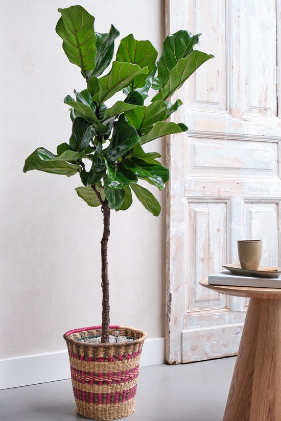 Grote Ficus Lyrata (Tabaksplant) kamerplant| Kamerplant in pot |  ↕ Hoogte 130cm | Ø27cm
