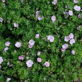 Geranium sanguineum striatum - Ooievaarsbek - Planthoogte: 5 cm - Pot 11 cm (1 liter)