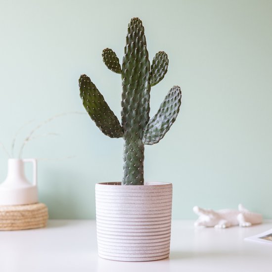 Knuffelcactus | Planten | Bloompost cadeau geven