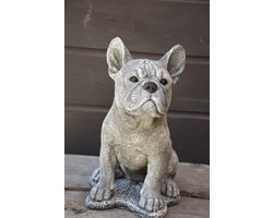 Franse Bulldog, Frenchie