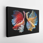 Canvas schilderij - The moving moment beautiful of red and yellow siamese betta fish-     -   1105238465 - 115*75 Horizontal