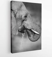 Canvas schilderij - Portrait of an African elephant (Loxodonta africana) drinking water, South Africa -  108825977 - 115*75 Vertical