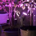 Zwarte Philips Hue spot verlicht een boom in een pot met paars licht, andere spots en planten op de achtergrond.