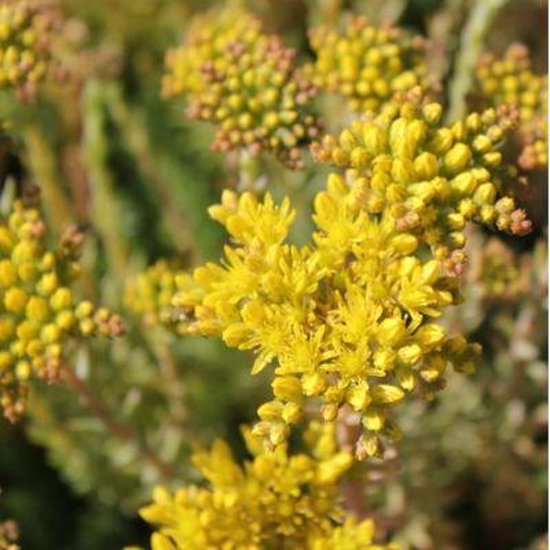 Groep gele bloemen van Sedum reflexum met groene, vlezige bladeren op de achtergrond.