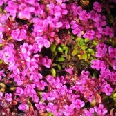 6x Thymus praecox ‘Purple Beauty’ - Kruiptijm - Pot 9x9 cm