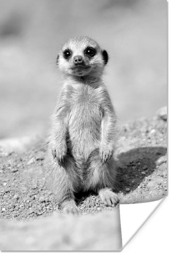 Affiche Un b b suricate noir et blanc 40x60 cm bol