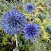 6x Echinops bannaticus ‘Blue Globe’ - Kogeldistel - Pot 9x9 cm