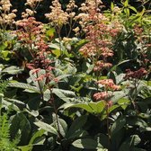 3x Rodgersia pinnata - Schout-bij-nacht - Pot 9x9 cm