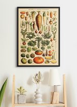 Poster In Zwarte Lijst - Vintage Groenten - Educatief - Botanisch - 70x50 cm