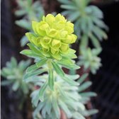 6x Euphorbia characias - Wolfsmelk - Pot 9x9 cm