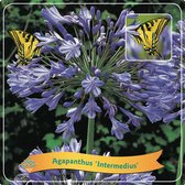 3x Agapanthus Intermedius - Grote pot Ø 22 (5L) - ↑ 70cm - Paars - Set van 3