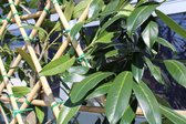 Lei-Portugese laurier | Prunus lusitanica