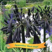 3x Agapanthus Black Magic - Grote pot Ø 22 (5L) - ↑ 70cm - Wit / paars - Set van 3