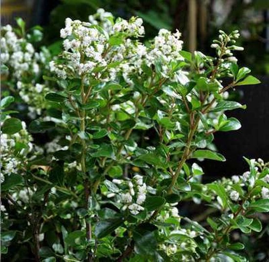 Arbuste Escallonia 'Iveyi' couvert de petites fleurs blanches et de feuilles vertes brillantes.
