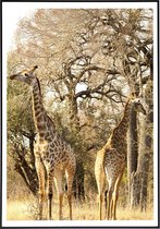 Poster van 2 giraffen voor bomen - 13x18 cm