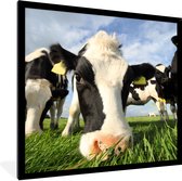 Cadre photo avec affiche - Vaches - Herbe - Nez - Air - 40x40 cm - Cadre pour affiche