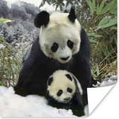 Poster Panda - Welp - Sneeuw - 100x100 cm XXL