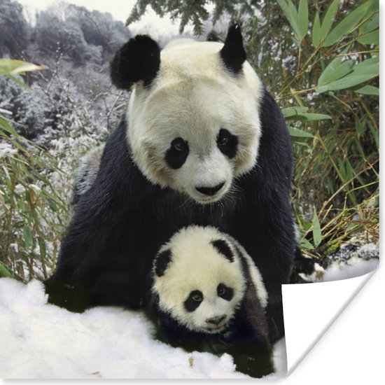 Affiche Panda - Cub - Neige - 100x100 cm XXL