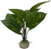 Aqua D'ella Anubias plant 24 cm