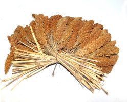 Duvoplus - Binnenvogelvoer - Vogel - Trosgierst Rood 25kg - 1st