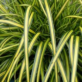 Carex oshimensis 'Eversheen' - Zegge - Planthoogte: 20 cm - Pot Ø 11 cm (1 liter)