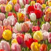 Tulp Darwin Hybrid Mix | 10 stuks | Darwinhybride | Meerkleurig