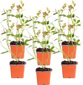6x Vaccinium Corymbosum 'Bluecrop' - Blauwe Bes - Buitenplant - Groenblijvend - ⌀9 cm - ↕25-35 cm