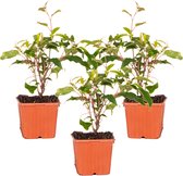 3x Actinidia Deliciosa 'Ananasnaya' - Buitenplant - Winterhard - ⌀9 cm - ↕25-35 cm