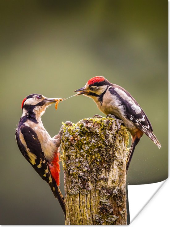 Deux grands pics à fourrure se disputent la nourriture Poster 30x40 cm - petit - Tirage photo sur Poster (décoration murale salon / chambre)