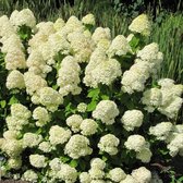 Hydrangea paniculata 'Limelight' - Pluimhortensia - Pot Ø 26 cm (7,5 liter)