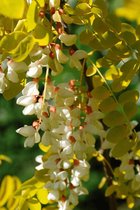 Jonge Gele Acacia boom | Robinia pseudoacacia 'Frisia' | 150-200cm hoogte