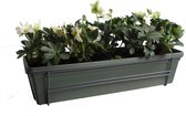 FloriaFor  - Helleborus (kerstroos) In ELHO ® Green Basics Balkonbak (Bladgroen) Met Metalen Balkonrek - Vers Van De Kweker - ↨ 20cm - ⌀ 60cm