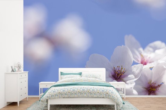 Papier peint photo peint photo vinyle - Gros plan d'une fleur de cerisier largeur 450 cm x hauteur 300 cm - Tirage photo sur papier peint (disponible en 7 tailles)