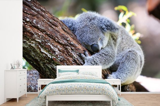 Papier peint - Papier peint photo Koala - Arbre - Dormir - Largeur 420 cm x  hauteur 280 cm