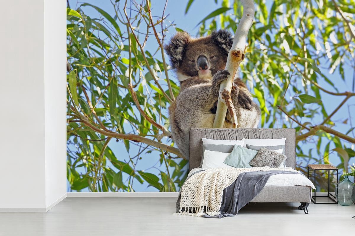 Papier peint - Papier peint Koala - Papier peint photo - Plantes - Largeur  420 cm x