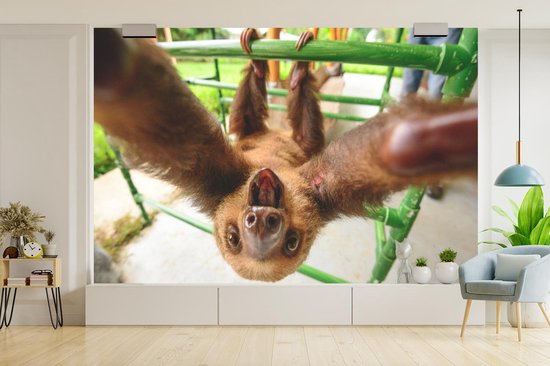 Papier peint photo peint vinyle - Un drôle de paresseux saisit la caméra largeur 390 cm x hauteur 260 cm - Tirage photo sur papier peint (disponible en 7 tailles)