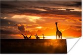 Poster Silhouetten van giraffen bij zonsondergang - 60x40 cm